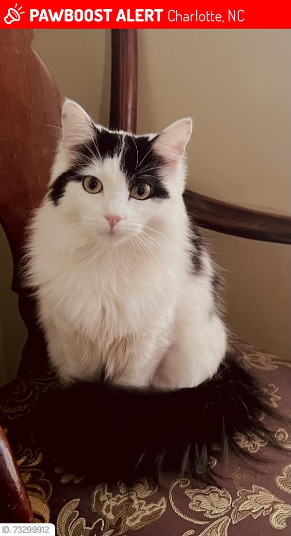 Lost Female Cat last seen Walker Steele creek apmts, Charlotte, NC 28273