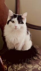 Lost Female Cat last seen Walker Steele creek apmts, Charlotte, NC 28273