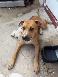 Lost Male Dog last seen He’s the best dog ever., Holiday, FL 34691