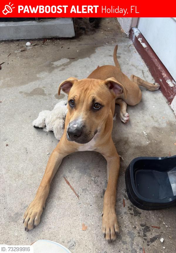 Lost Male Dog last seen He’s the best dog ever., Holiday, FL 34691
