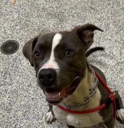 Shelter Stray Male Dog last seen St. Anthony's hospital, Lakewood, CO, 80228, 580 McIntyre St, Golden, CO 80401, USA