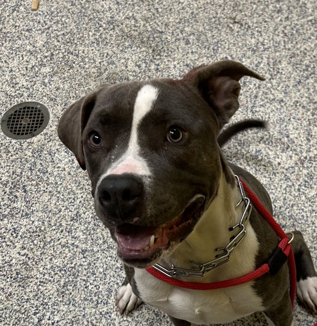 Shelter Stray Male Dog last seen St. Anthony's hospital, Lakewood, CO, 80228, 580 McIntyre St, Golden, CO 80401, USA