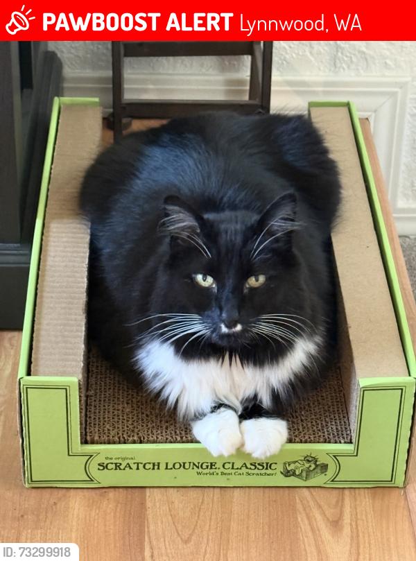 Lost Male Cat last seen Near 183rd st SW, Lynnwood, WA 98037