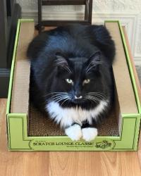 Lost Male Cat last seen Near 183rd st SW, Lynnwood, WA 98037