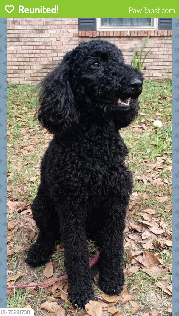 Reunited Female Dog last seen Near Princess Helen Rd West Mobile AL 36618, Mobile, AL 36618