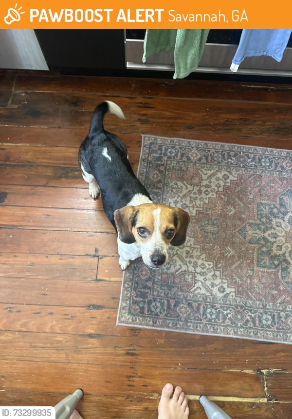 Found/Stray Female Dog last seen Barnard and 40th, Savannah, GA 31401
