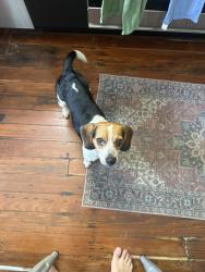 Found/Stray Female Dog last seen Barnard and 40th, Savannah, GA 31401