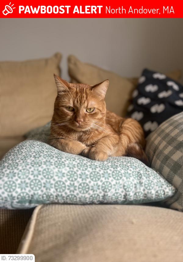 Lost Male Cat last seen Martin Avenue, North Andover, MA 01845