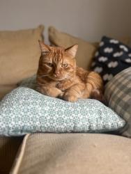 Lost Male Cat last seen Martin Avenue, North Andover, MA 01845