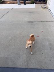 Reunited Male Dog last seen Casey Way, San Jose, CA 95121, USA, San Jose, CA 95121