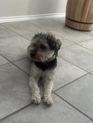 Reunited Male Dog last seen Near Melissa Rnch Blvd, San Antonio, TX 78245, USA, San Antonio, TX 78245