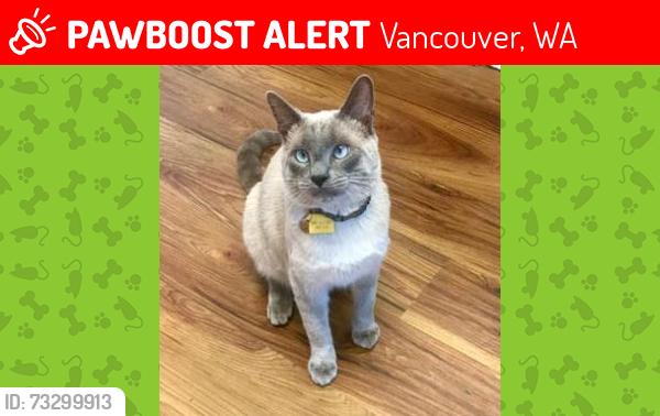 Lost Male Cat last seen NE Minnehaha St., NE 49th Ct., Vancouver, WA 98661