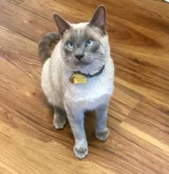 Lost Male Cat last seen NE Minnehaha St., NE 49th Ct., Vancouver, WA 98661