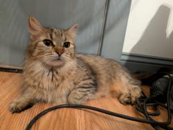 Found/Stray Female Cat last seen 21st and Fraser, Bay City, MI 48708