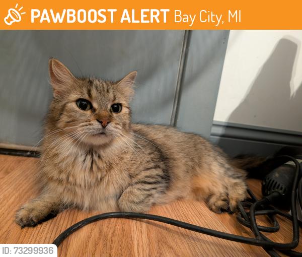 Found/Stray Female Cat last seen 21st and Fraser, Bay City, MI 48708
