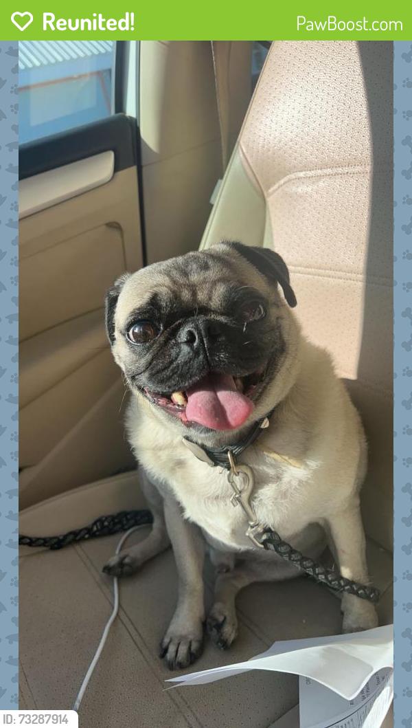 Reunited Male Dog last seen N Shary Rd & Mile 5, Mission, TX 78573