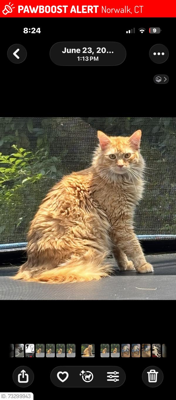 Lost Male Cat last seen Ponus, Norwalk, CT 06850
