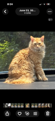 Lost Male Cat last seen Ponus, Norwalk, CT 06850