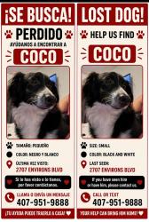 Reunited Male Dog last seen Orlando, Pine Hills, FL 32818