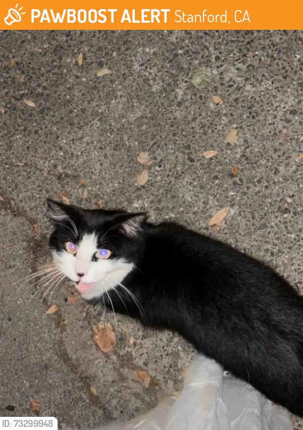 Found/Stray Female Cat last seen Near EV gardens, Stanford, CA 94305