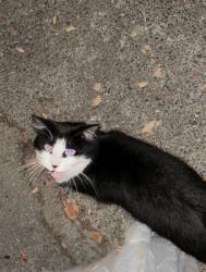 Found/Stray Female Cat last seen Near EV gardens, Stanford, CA 94305
