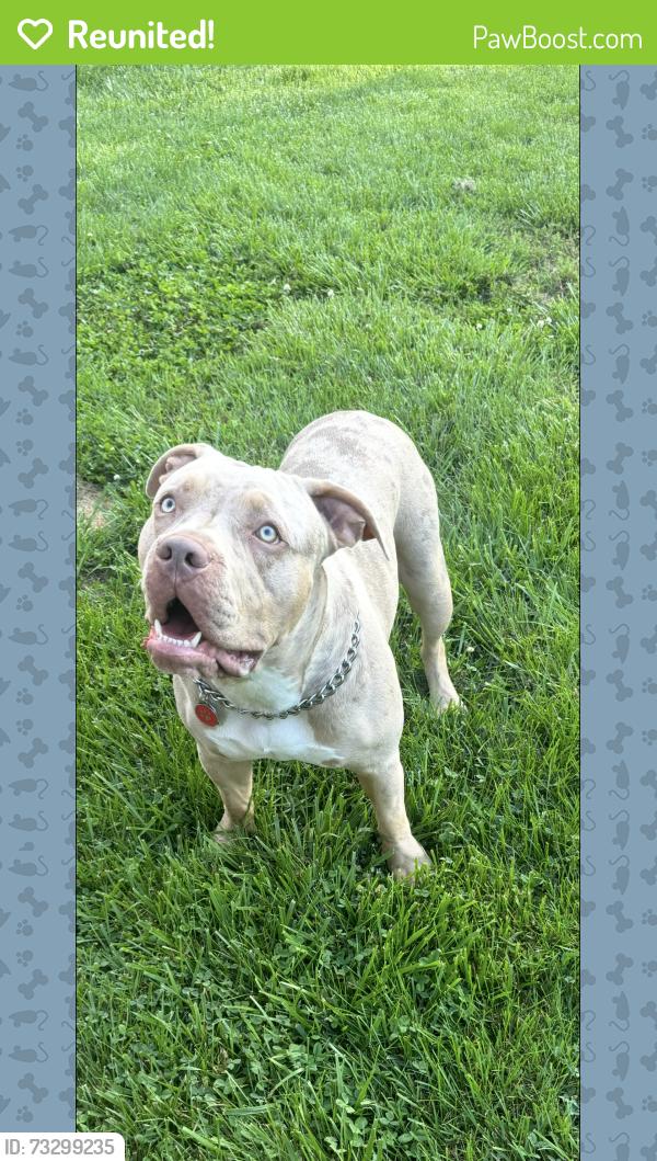Reunited Male Dog last seen Doub Rd… Williams Rd…. Melville ests, Lewisville, NC 27023