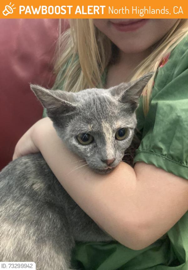 Found/Stray Female Cat last seen Fairfax Drive, North Highlands, CA 95660