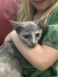 Found/Stray Female Cat last seen Fairfax Drive, North Highlands, CA 95660