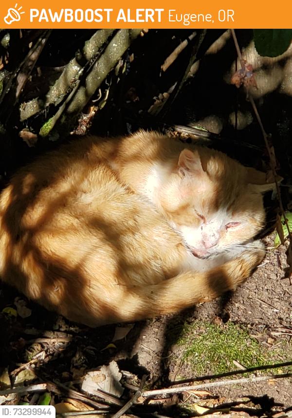 Found/Stray Male Cat last seen N Bertelsen, Eugene, OR 97402