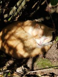 Found/Stray Male Cat last seen N Bertelsen, Eugene, OR 97402