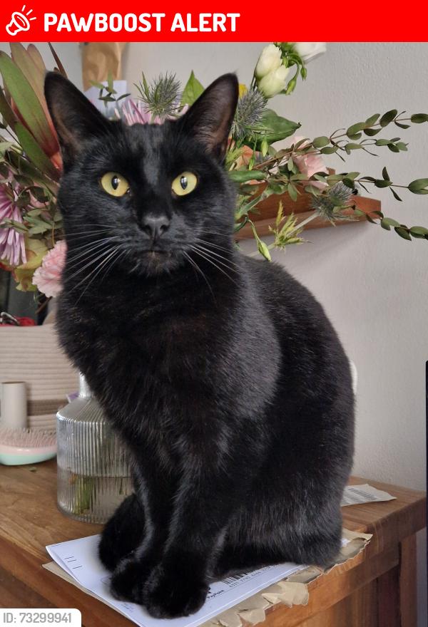 Lost Male Cat last seen Naseby Park, Glasgow City, Scotland 