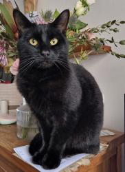 Lost Male Cat last seen Naseby Park, Glasgow City, Scotland 