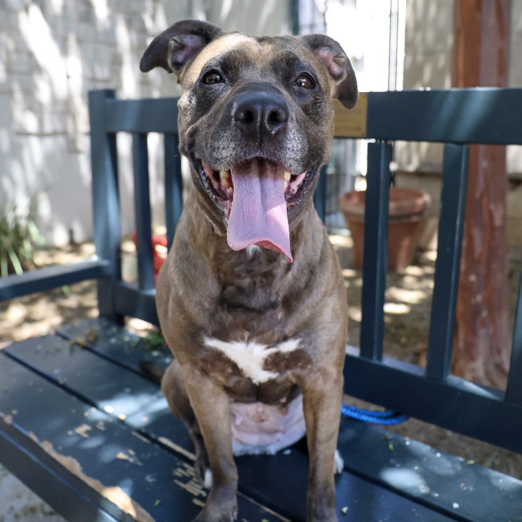 Shelter Stray Female Dog last seen , 361 S Raymond Ave, Pasadena, CA 91105, USA