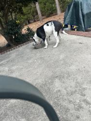 Reunited Male Dog last seen POWELL FARM Rd, Lillington, NC 27546