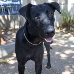 Shelter Stray Male Dog last seen , 361 S Raymond Ave, Pasadena, CA 91105, USA