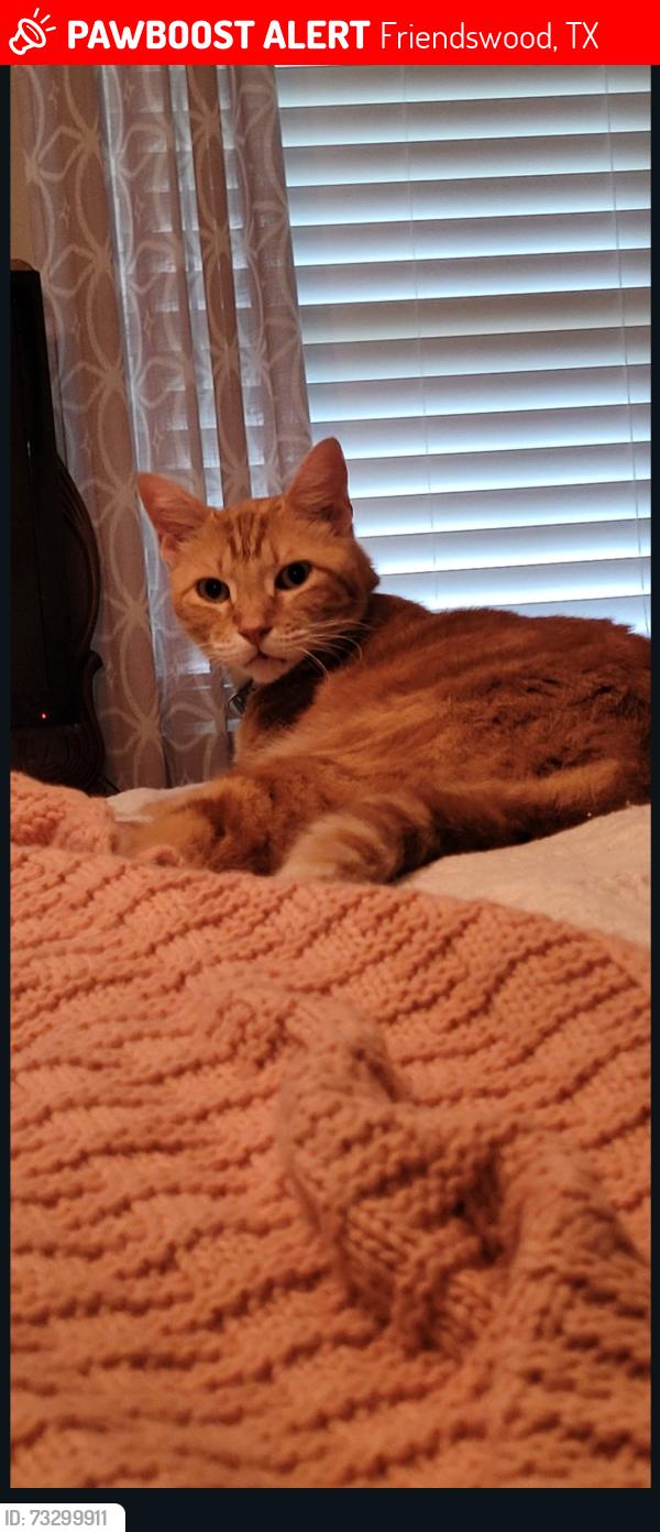 Lost Male Cat last seen QUAKER AVE. COLONIAL AVE. FRIENDSWOOD ACTIVITY BUILDING, Friendswood, TX 77546