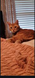 Lost Male Cat last seen QUAKER AVE. COLONIAL AVE. FRIENDSWOOD ACTIVITY BUILDING, Friendswood, TX 77546