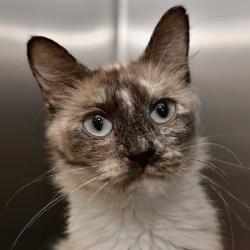 Shelter Stray Female Cat last seen , 3173 K-68 Hwy, Ottawa, KS 66067, USA
