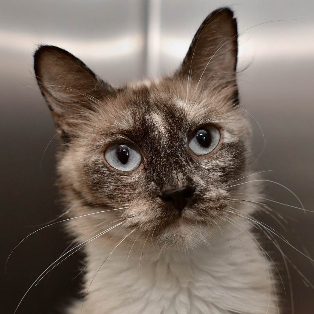 Shelter Stray Female Cat last seen , 3173 K-68 Hwy, Ottawa, KS 66067, USA