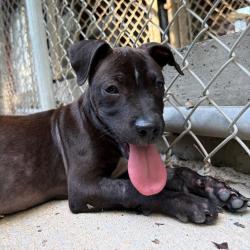 Shelter Stray Male Dog last seen , 2951 S 1st St, Cabot, AR 72023, USA