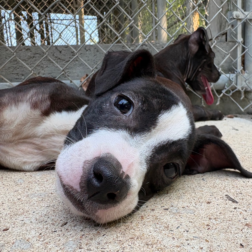 Shelter Stray Female Dog last seen , 2951 S 1st St, Cabot, AR 72023, USA
