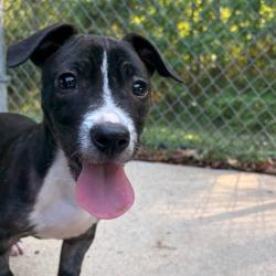 Shelter Stray Female Dog last seen , 2951 S 1st St, Cabot, AR 72023, USA