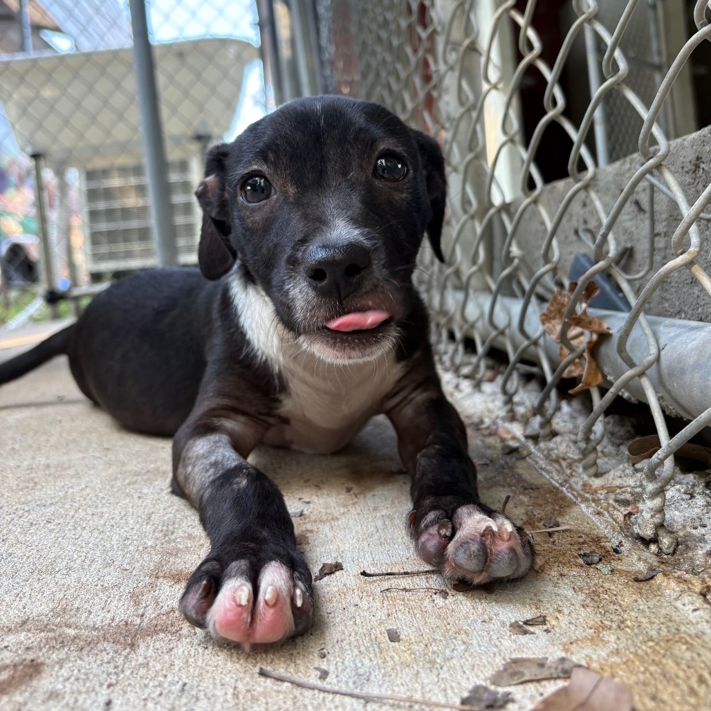Shelter Stray Female Dog last seen , 2951 S 1st St, Cabot, AR 72023, USA