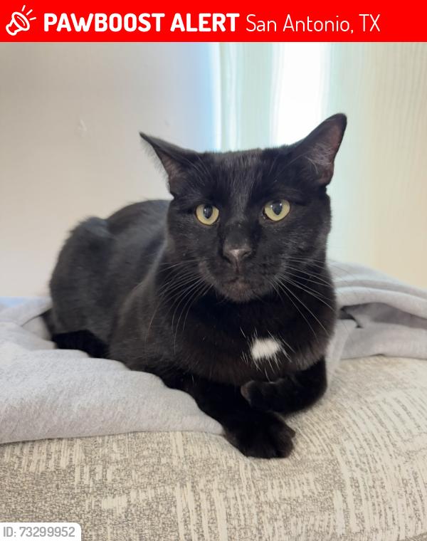 Lost Male Cat last seen St.Marys, South Presa, Playmoor, Biering, Lotus, San Antonio, TX 78210