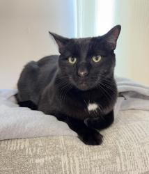 Lost Male Cat last seen St.Marys, South Presa, Playmoor, Biering, Lotus, San Antonio, TX 78210