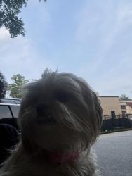 Reunited Female Dog last seen Upper Gulph Road, Wayne, PA 19087