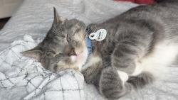 Lost Male Cat last seen Near Pilot Mountain road, Sunbright, TN 37872