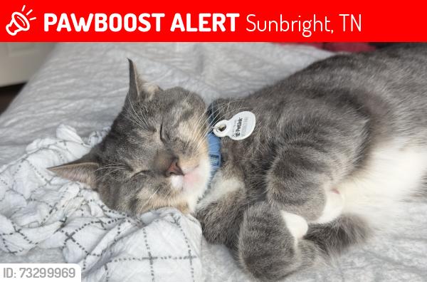 Lost Male Cat last seen Near Pilot Mountain road, Sunbright, TN 37872