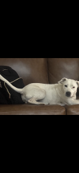 Lost Female Dog last seen Halfmile, Theodore, AL 36582