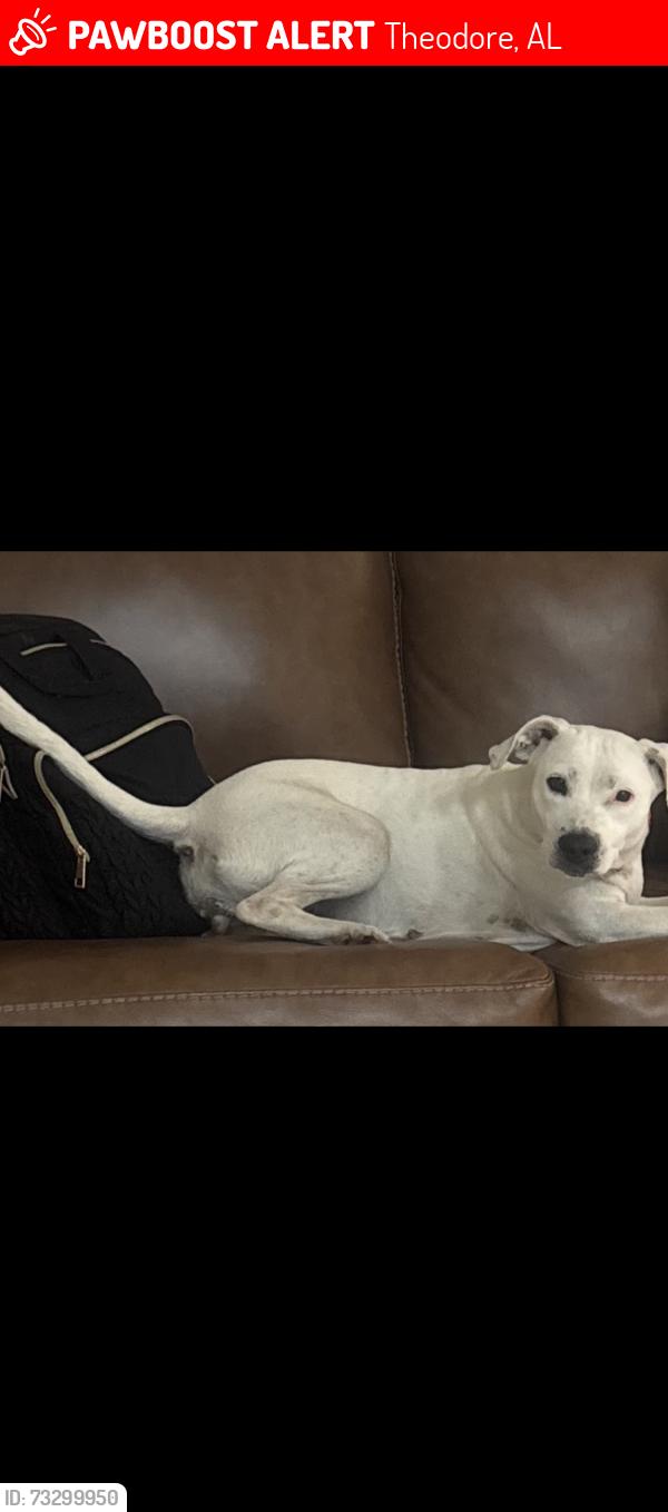Lost Female Dog last seen Halfmile, Theodore, AL 36582